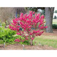 We did not find results for: Jc Raulston Arboretum