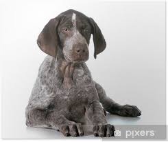 Image result for německý ohař krátkosrstý