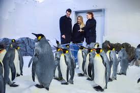 Although melbourne is a vibrant city, you'd do yourself a disservice if you didn't get out and see at least a tiny bit of what regional here are a few destinations that are all easy day trips from melbourne. Name A Penguin Sea Life Melbourne Aquarium