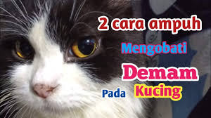2 Cara Ini Ampuh Mengobati Kucing Demam Dan Lemas Youtube
