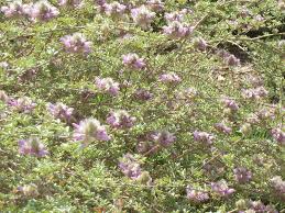 Image result for Indigofera pulchra