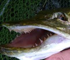 Inte heller utrustningen som användes och vilket bete den fångades på. Hur Skoter Vi Gaddfiskare Oss Egentligen Fiskesnack Com For Oss Bakom Flotet