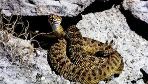 Check spelling or type a new query. Rattlesnakes All About The Black Hills