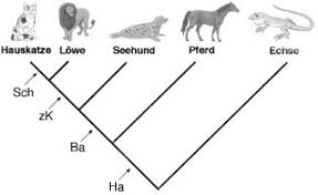 Kladogramm Lexikon Der Biologie