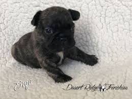 We do have an online application/questionnaire and we conduct phone interviews (i prefer to call them chats) with potential parents of our babies, which we feel is better and definitely more personal. Litter Of 2 French Bulldog Puppies For Sale In Chandler Az Adn 59724 On Puppyfinder Com Gender Male French Bulldog French Bulldog Puppies Puppies For Sale