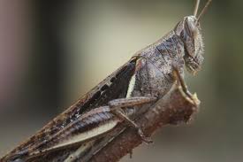 Image result for Dissotis caloneura