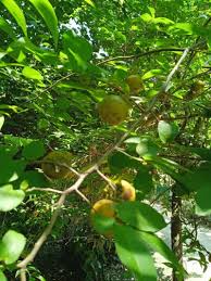 Image result for Flacourtia