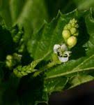 Image result for Caperonia fistulosa