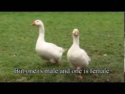 (take a look at this). How To Tell The Difference Between A Goose And A Gander Youtube