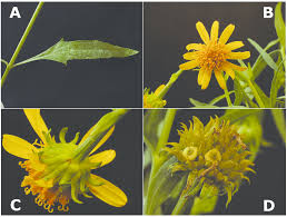 Image result for Pascalia glauca