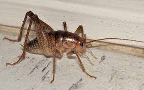 They are a large species of cricket, ranging from 3/4 of an inch to 1 ½ inches in length. Camel Crickets And Hodgepodge Lifestyles Theadanews Com