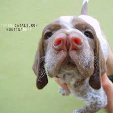 Turkish Pointer Tarsus Catalburun Av Kopegi Home Facebook
