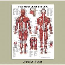 Back Talk Systems Colorado Muscular System Anatomical Chart