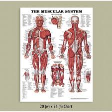 back talk systems colorado muscular system anatomical chart