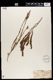 Image result for Erica wildii