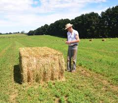 So, how much does a bale of hay weigh? Hay For Sale At Forbes Lucerne Victoria S Online Hay Suppliers Lucerne Hay Grass Hay Pasture Hay Oaten Hay Straw Horse Feed