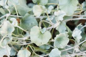 Image result for Dichondra