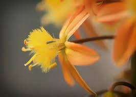 This is a very small plant. Bulbine Frutescens Bulbinella Medicinal Uses And Herbal Remedies Remedygrove