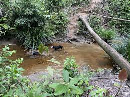 Creek, debouchment, embouchure, lade, outfall. Wikiloc Sungai Hanching Trail