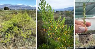 Image result for Aloe komatiensis