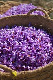 La Flor De Azafran En Los Cestos Saffron Flower Growing Saffron Saffron Spice