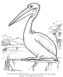 Animal Drawings Coloring Pages Pelican Bird Identification Drawing And Coloring Pages Honkingdonkey Pelican Drawing Animal Drawings Pelican Art