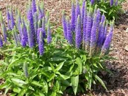 Pseudolysimachion spicatum) is a species of flowering plant in the family plantaginaceae. Ahriger Ehrenpreis Veronica Spicata Spiked Speedwell 50 Samen Saatgut Seeds Ebay