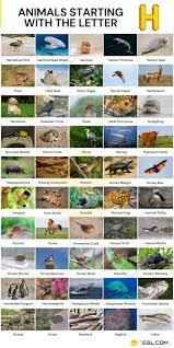 In the english language, animals have different names depending on whether they are male, female, young, domesticated, or in groups. Animals That Start With H List Of 52 Animals Starting With H 7esl