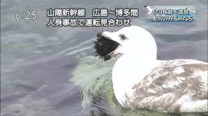 画像あり カモメ ウニやんけ 丸呑みしたろ 暇人 o 速報 カモメ 丸呑み 暇人