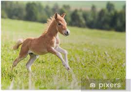 Una guía que combina tendencias, moda, lugares increíbles y. Mini Horse Falabella Poster Pixers We Live To Change