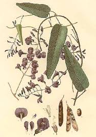 Image result for Hardenbergia comptoniana