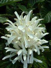 Pin On Flowers