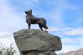 Mackenzie Sheep Dog Statue Picture Of Mackenzie Sheep Dog Statue Lake Tekapo Tripadvisor