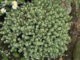 Image result for shrubby veronica hebe