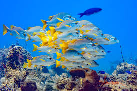The largest coral reef in the world covers an incredible 133,000 square miles of area. Top 10 Best Places To Snorkel In Turks Caicos Beaches