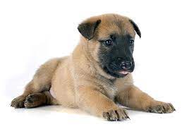 Favorite this post jul 27 Belgian Malinois Dog Breed Information