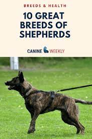 There Are About 30 Different Types Of Shepherd Dogs In Total Giving Ranchers And Farmers Plenty Designer Dogs Breeds Hypoallergenic Dog Breed Lazy Dog Breeds