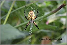 Garden Spiders Are They Safe To Be Around Garden Spider Garden Spider