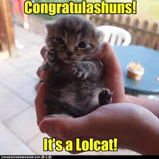 Image result for lolcats