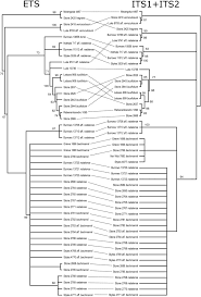 Image result for Memecylon rovumense