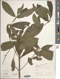 Image result for Belonophora coffeoides