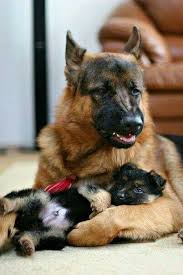 Now This Is What A Dog Smile Looks Like German Shepherd Dogs Shepherd Puppies Shepherd Dog