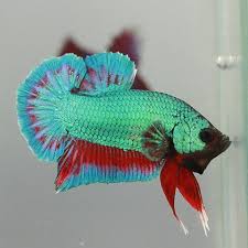 Home • exotic pet care guides • betta fish. Betta Fish Care Create A Thriving Betta Tank Aquariumstoredepot