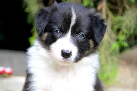 Chiot Elevage Des Coteaux Du Petit Gris Eleveur De Chiens Border Collie