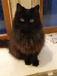 Meet Midnight A Petfinder Adoptable Domestic Long Hair Black Cat Plainfield Ct Please Contact The Shelter Fo Fluffy Black Cat Gorgeous Cats Beautiful Cats