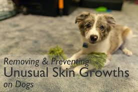 Liquid nitrogen can be found at almost any pharmacy in the form of wart removal medications. How To Remove And Prevent Skin Tags On Dogs Pethelpful By Fellow Animal Lovers And Experts