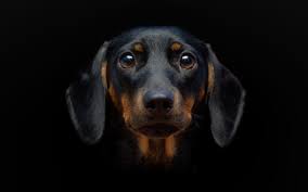 dachshund wallpapers top free