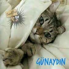 Sosyal Okuz Adli Kullanicinin A Panosundaki Pin 2020 Resimler Kedi Gercekci Cizimler