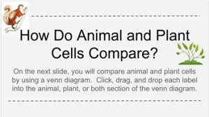 We did not find results for: Comparing Plants And Animal Cells Worksheets Teaching Resources Tpt