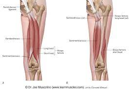 We did not find results for: Hamstring Group Learn Muscles